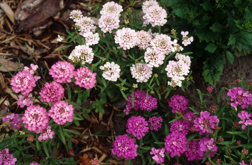Miscela semi fiore fiocco - semi,