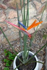 Strelitzia Juncea piccola in