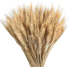 100PCS Fiori Secchi Decorativi