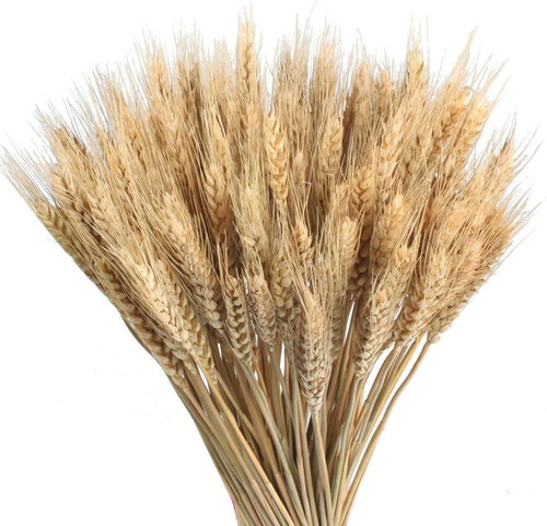 100pcs fiori secchi - 100pcs,
