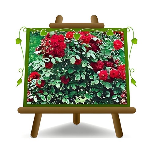 Rosa rampicante fiore grande - rampicante,