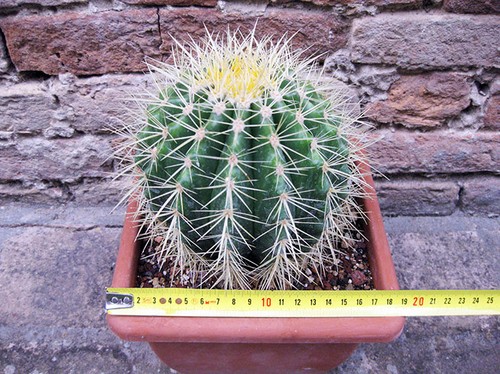 Echinocactus grusonii cm - grusonii,