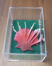 Piero Gilardi Spilla "IXIA" 2014 cm 10x10x4 esemplari 10/10