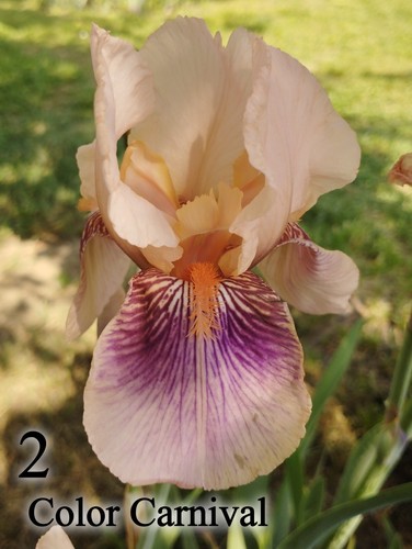 Rizomi iris germanica - 5,