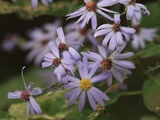 Sky Blue Aster {Symphyotrichum