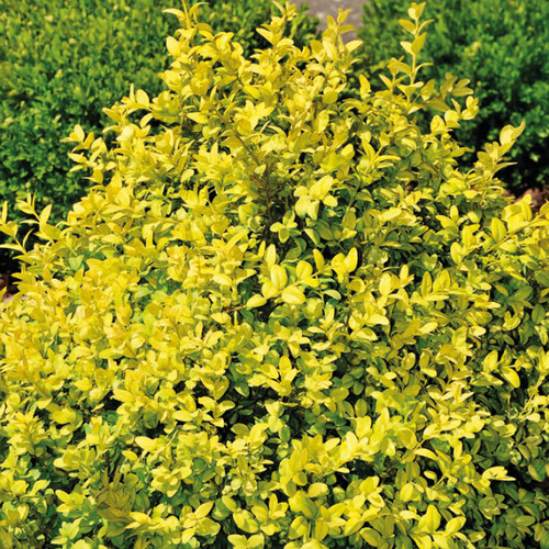 Bosso comune rotundifolia - bosso,