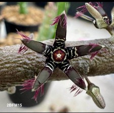 Rhytidocaulon macrolobum