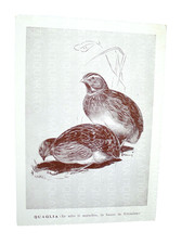 ORNITOLOGIA  CARTOLINA  CACCIA UNIVERSITà BOLOGNA CACCIATORE QUAGLIA UCCELLO