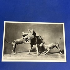 NAPOLI CINGHIALE ASSALITO DA DUE CANI - CARTOLINA PICCOLA