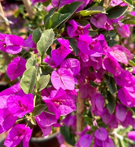 Bougainvillea talee cuttings - 3, talee/cuttings