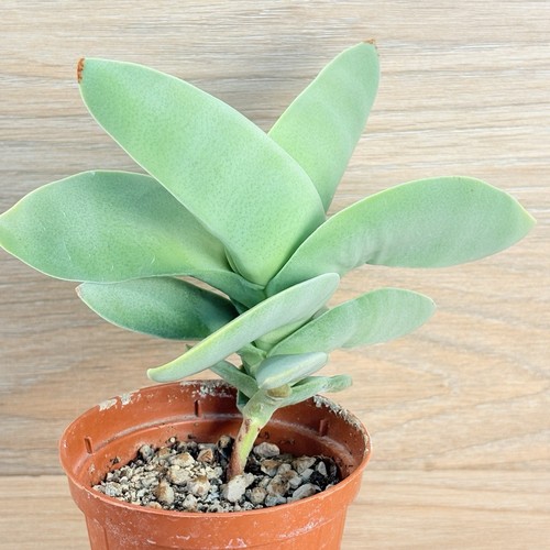 Crassula falcata pot 8cm - ,,