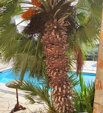 🔥 Palma di canapa