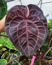AT 2847TT red Anthurium Crystallinum Michelle x Zara semi pezzo 2