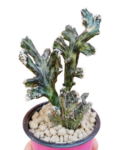 Cereus monvillea spegazzinii - cereus,