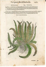 Mattioli Pietro - Stampa antica - TRICHOMANE - Erbario - 1598- Antique print
