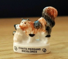 Fava - Gatti Persiani Bicolore