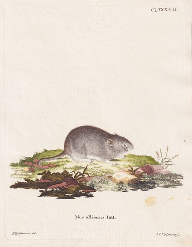 Wurzelmaus wühlmaus maus - wühlmaus,