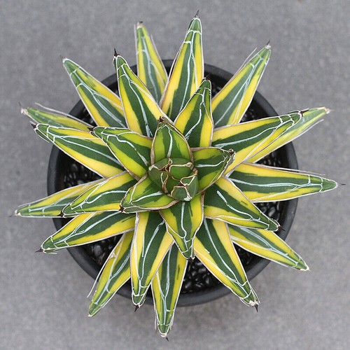 Agave victoriaereginae