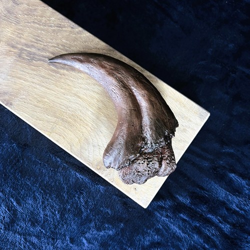 Suchomimus artiglio mano - suchomimus, a