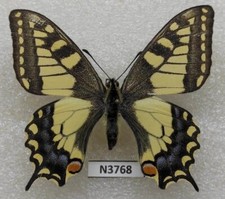 Papilio machaon 1 m Yakutia