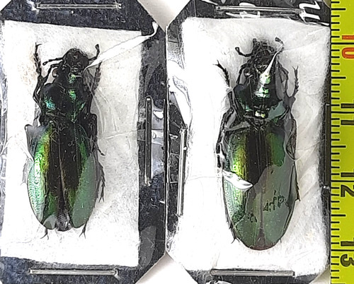 Carabidae carabus - carabidae,, (lipaster)