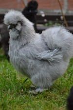 UOVA FERTILI FECONDE MOROSETA