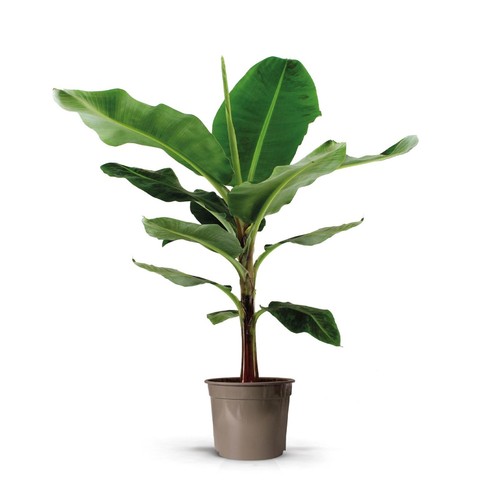 Albero banano musa 140 cm - albero, di