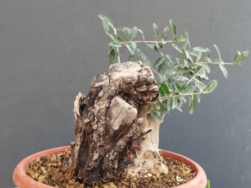 Bonsai olivastro 20x10cm - olivastro,
