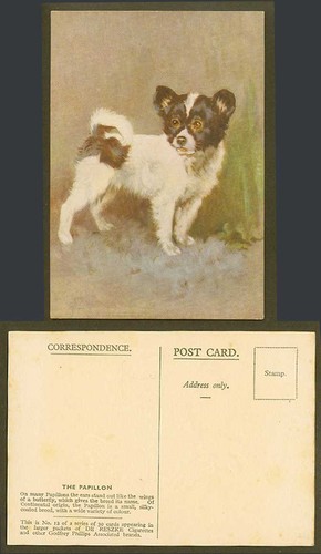 The papillon dog - papillon,