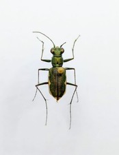 Entomology Taxidermy 