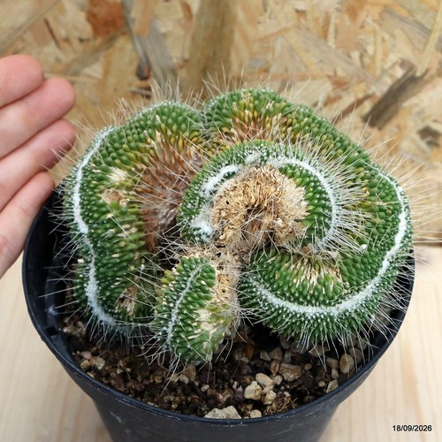 Mammillaria spinosissima