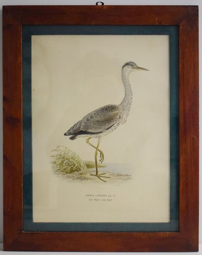 Litografia colori gravure - a,
