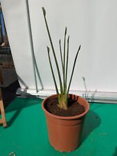 Strelitzia juncea 60 cm aghi