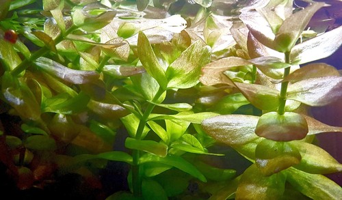 Bacopa caroliniana steli - bacopa, 5