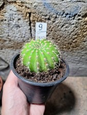 Tri cereus schickendantzii - tri.cereus,