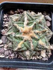 Ariocarpus fi suratus, Own Root, 6.2 cm, 8 cm Pot, Not Copiapoa, Aztekium