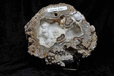 Corallo agatizzato corallo