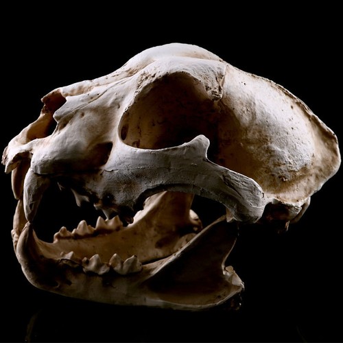 Scultura teschio cane