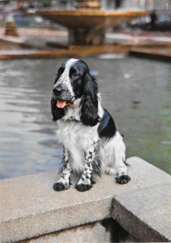 Cocker bianco nero - bianco, nero.