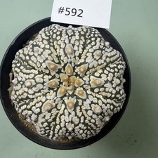 Prezzo di vendita flash 8 cm