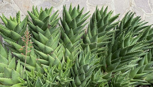 Aloe brevifolia cactus - aloe,
