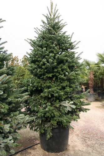 Abete del caucaso abies - abete,