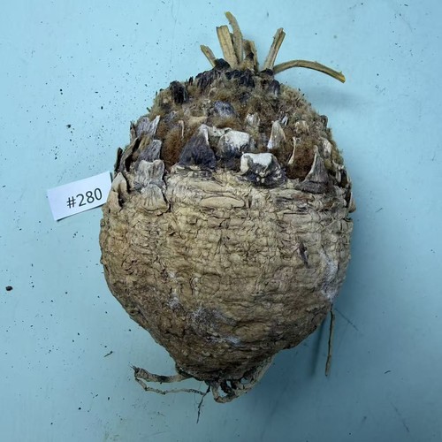 Vendita rara pianta - di, cactus