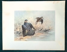 Antique Print BIRD BLENDER