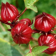 Red Hibiscus Roselle semi di