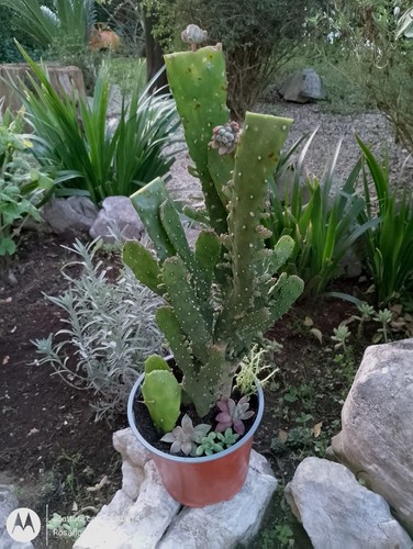 Opuntia monacantha grande - opuntia,