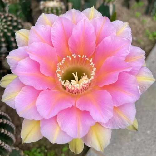 Pianta succulenta cactus 7 - pianta,