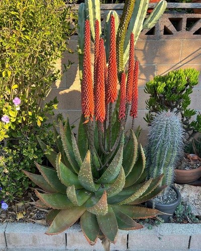 Semi aloe aculeata - 10,