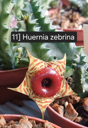 Talea radicata huernia - 1,