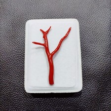 Autentico ramo di corallo